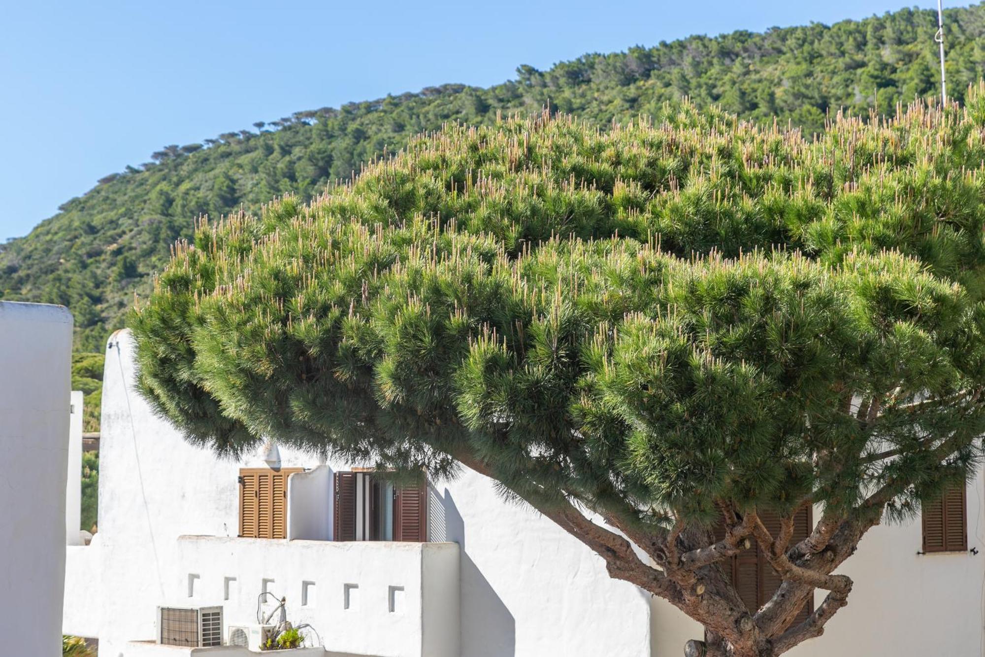 Adosado Nuevo Con Piscina, Playa, Garaje Y Jardin Los Canos De Meca Buitenkant foto